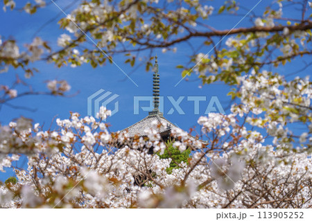 春の京都　仁和寺　御室桜と五重塔 113905252
