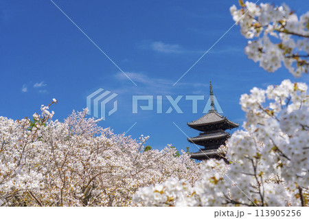春の京都　仁和寺　御室桜と五重塔 113905256