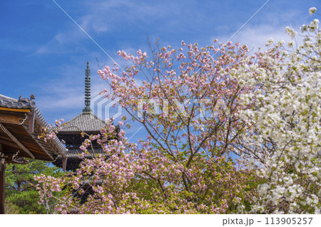春の京都　仁和寺　御室桜と五重塔 113905257