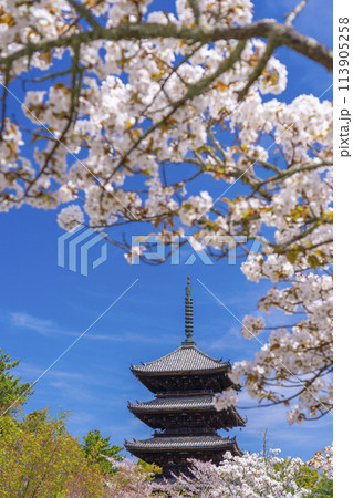 春の京都 仁和寺 御室桜と五重塔 春の京都 仁和寺 御室桜と五重塔 113905258