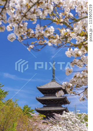 春の京都 仁和寺 御室桜と五重塔 春の京都 仁和寺 御室桜と五重塔 113905259