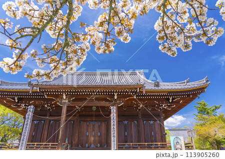 春の京都 仁和寺 御室桜と観音堂 春の京都 仁和寺 御室桜と観音堂 113905260