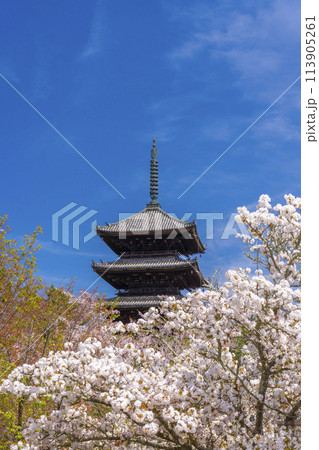 春の京都 仁和寺 御室桜と五重塔 春の京都 仁和寺 御室桜と五重塔 113905261