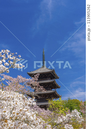春の京都　仁和寺　御室桜と五重塔 113905262