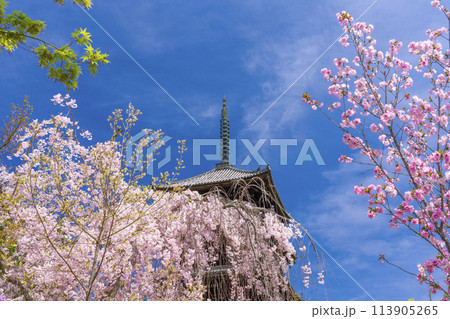春の京都　仁和寺　しだれ桜と五重塔 113905265