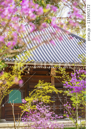 春の京都　仁和寺　ミツバツツジと経蔵 113905272