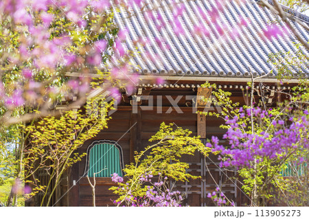 春の京都 仁和寺 ミツバツツジと経蔵 春の京都 仁和寺 ミツバツツジと経蔵 113905273
