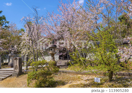 春の京都　仁和寺　桜と御影堂 113905280
