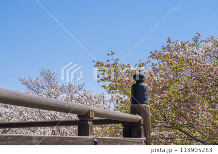 春の京都 仁和寺 擬宝珠と御室桜 春の京都 仁和寺 擬宝珠と御室桜 113905283