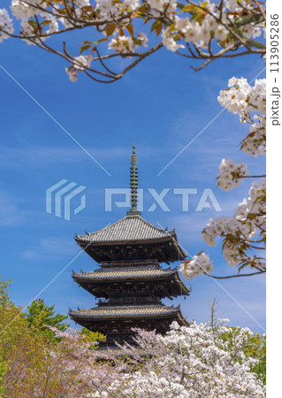 春の京都 仁和寺 御室桜と五重塔 春の京都 仁和寺 御室桜と五重塔 113905286