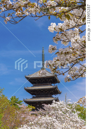 春の京都　仁和寺　御室桜と五重塔 113905287