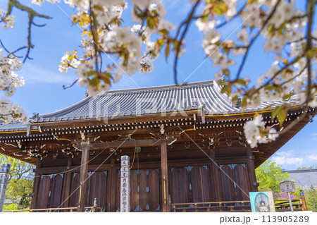 春の京都　仁和寺　御室桜と観音堂 113905289