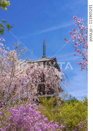 春の京都 仁和寺 しだれ桜・つつじと五重塔 春の京都 仁和寺 しだれ桜・つつじと五重塔 113905291
