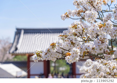 春の京都 仁和寺 御室桜と中門 春の京都 仁和寺 御室桜と中門 113905292