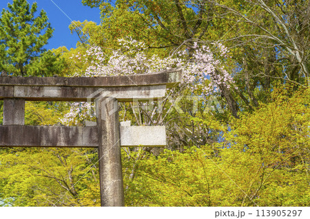 春の京都　仁和寺　新緑に包まれた九所明神　拝殿への参道 113905297