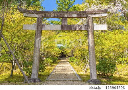 春の京都　仁和寺　新緑に包まれた九所明神　拝殿への参道 113905298
