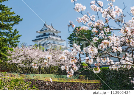 Shimabara castle with sakura blooming of cherry tree, Nagasaki Shimabara castle with sakura blooming of cherry tree, Nagasaki 113905424