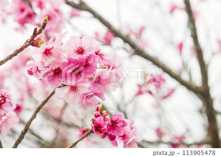 kawazu pink sakura at Issingyo no Oozakura by mt. Aso, Kumamoto kawazu pink sakura at Issingyo no Oozakura by mt. Aso, Kumamoto 113905478