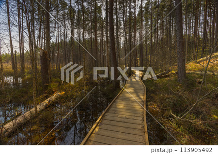 Viru Bog Viru Raba peat swamp, Estonia Viru Bog Viru Raba peat swamp, Estonia 113905492