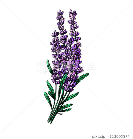 herb lavender sketch hand drawn vector herb lavender sketch hand drawn vector 113905574