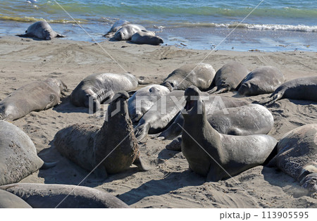 Elephant Seals at Vista Point, California. Elephant Seals at Vista Point, California. 113905595