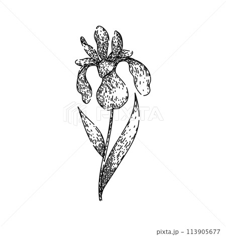 spring iris sketch hand drawn vector spring iris sketch hand drawn vector 113905677