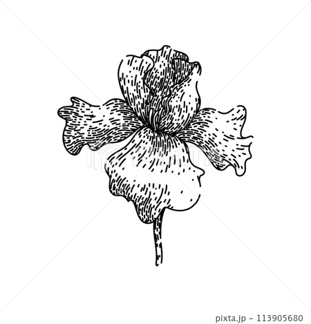 bloom iris sketch hand drawn vector bloom iris sketch hand drawn vector 113905680