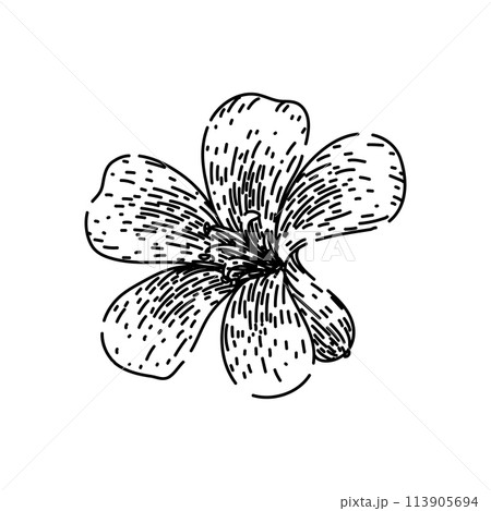 garden geranium sketch hand drawn vector 113905694
