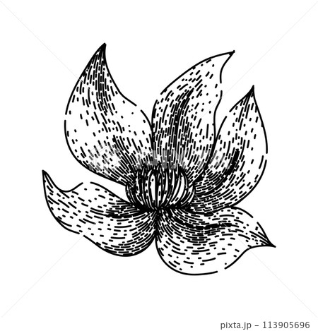 blue clematis sketch hand drawn vector 113905696