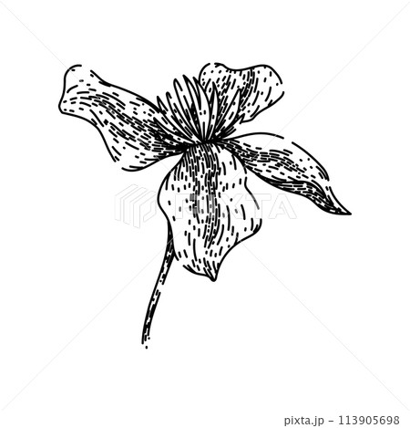 pink clematis sketch hand drawn vector 113905698
