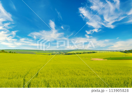 Green wheat field and blue sky. 113905828