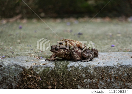 Two frogs loving each other on a walkway in an Italian town Two frogs loving each other on a walkway in an Italian town 113906324