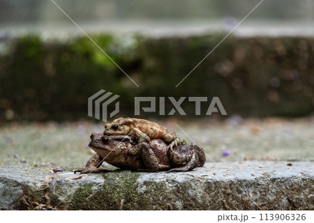 Two frogs loving each other on a walkway in an Italian town Two frogs loving each other on a walkway in an Italian town 113906326