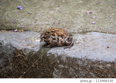 Two frogs loving each other on a walkway in an Italian town 113906330