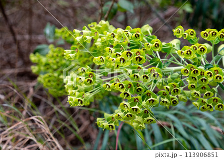 Close photo of a beautiful Mediterranean Spurge in Gargano, Italy 113906851