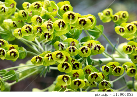 Close photo of a beautiful Mediterranean Spurge in Gargano, Italy 113906852