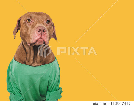 Cute dog and green sweater. Close-up, indoors 113907417
