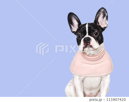 Cute puppy and pink T-shirt. Close-up, indoors 113907420