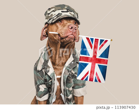 Cute brown dog, Great Britain Flag and military shirt 113907430