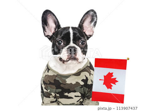 Adorable puppy dog, Canadian Flag and military shirt 113907437