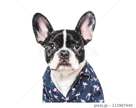 Cute puppy and stylish shirt. Isolated background 113907440