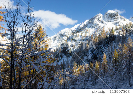 Larches in autumn dress on snow covered ground 113907508