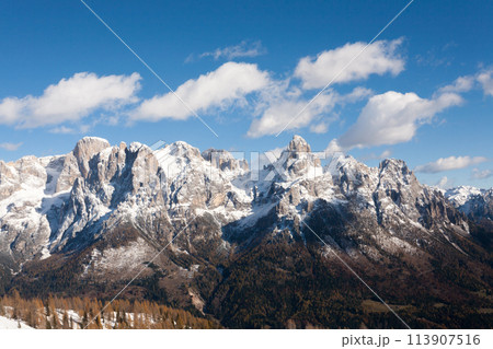 Larches in autumn dress on snow covered ground 113907516