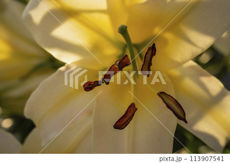 bright yellow lily closeup 113907541