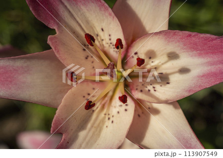 pink lily close up 113907549