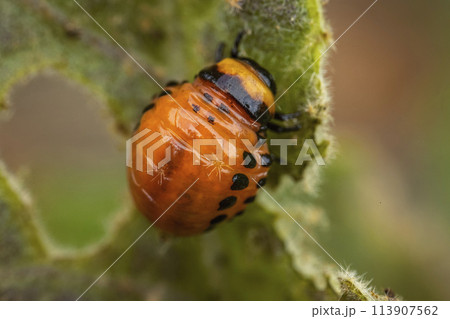 young Colorado potato beetle eats sprouts and potatoes young Colorado potato beetle eats sprouts and potatoes 113907562
