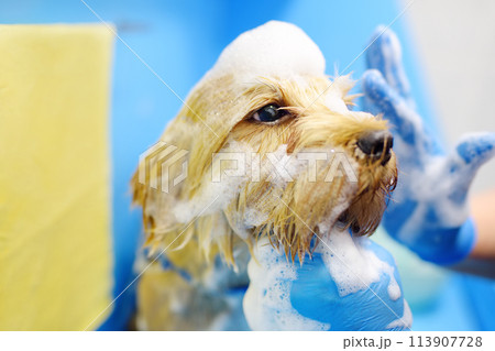 Dog grooming salon. Skillful female groomer washing cute terrier dog using shampoo. Pet care in veterinary clinic. 113907728