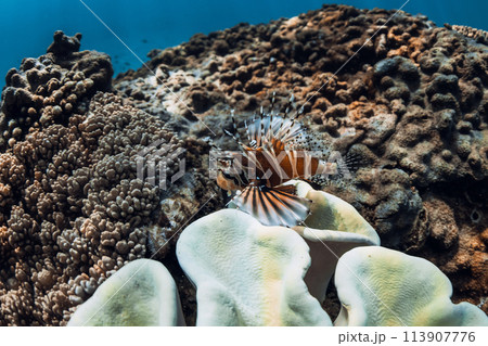 Red lionfish or Pterois volitan on coral reef in tropical blue sea Red lionfish or Pterois volitan on coral reef in tropical blue sea 113907776