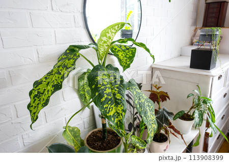 dieffenbachia Chita with large variegated leaves in a white loft-style interior. Growing interior plants decorative in a pot 113908399