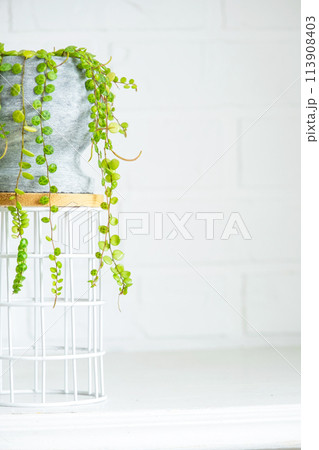 Long lashes of peperomium prostrate in a concrete pot hang with round turtle leaves. Peperomy close-up in the interior on a white background, an ornamental plant Long lashes of peperomium prostrate in a concrete pot hang with round turtle leaves. Peperomy close-up in the interior on a white background, an ornamental plant 113908403